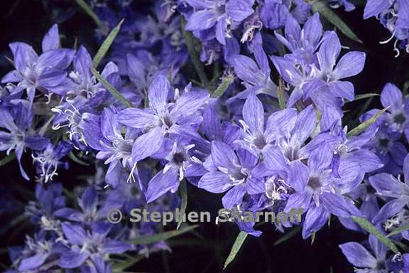 eriastrum densifolium ssp austromontanum 2 graphic